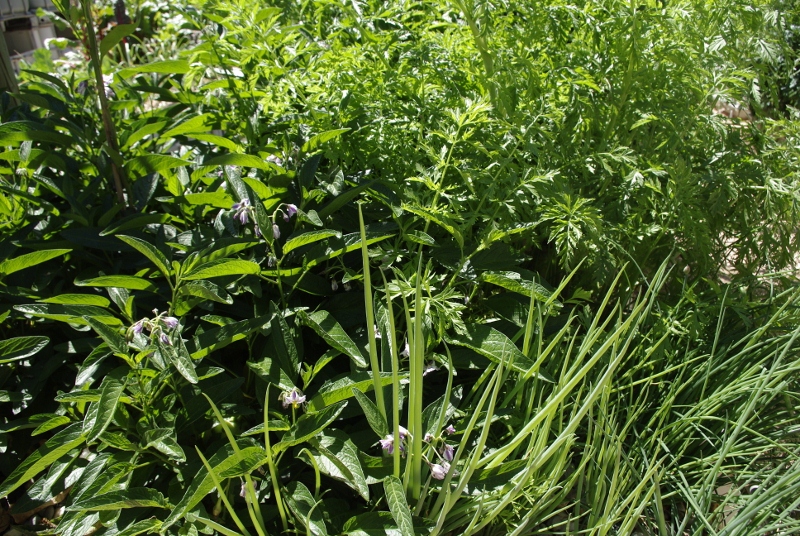 _IGP2946 (800x536).jpg