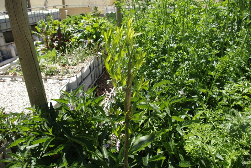 _IGP2947 (800x536).jpg