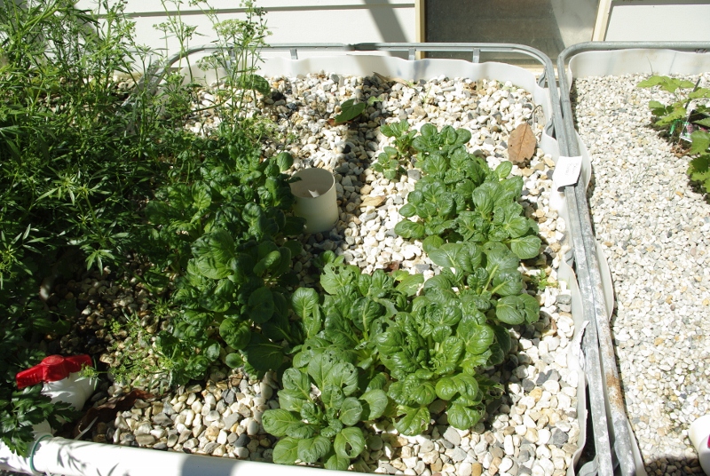 _IGP2949 (800x536).jpg