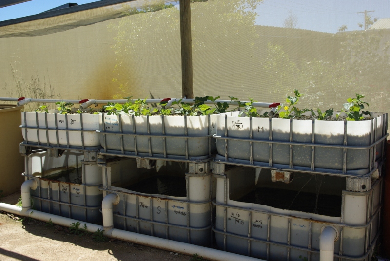 _IGP2952 (800x536).jpg