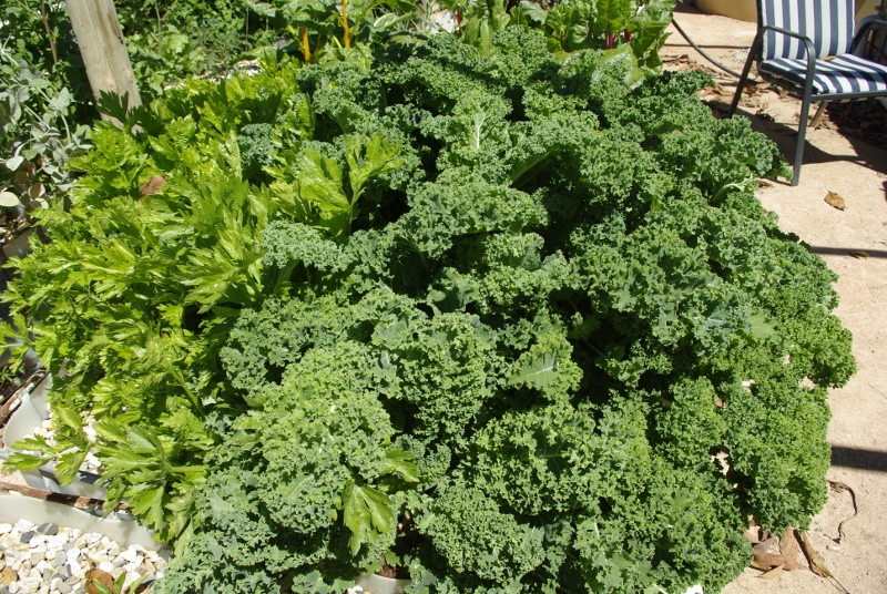 _IGP2962 (800x536).jpg