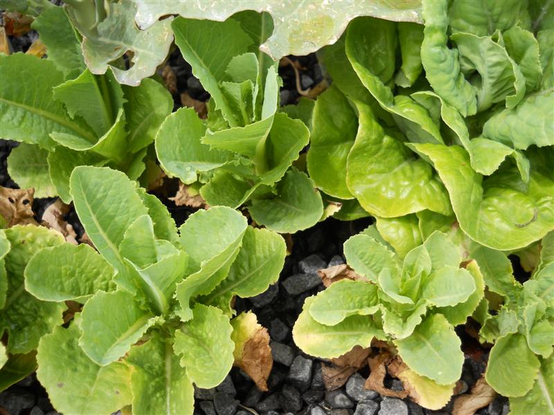 First Set up Lettuce.jpg