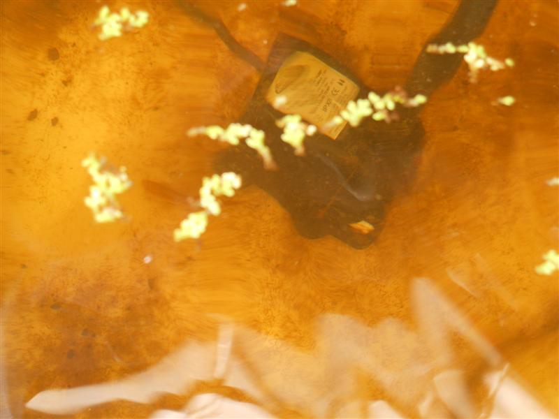 First Set up Fish.jpg