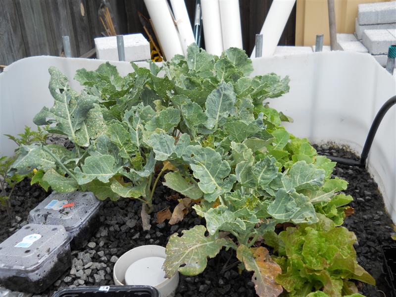 First Set up Broc and Lettuce.jpg