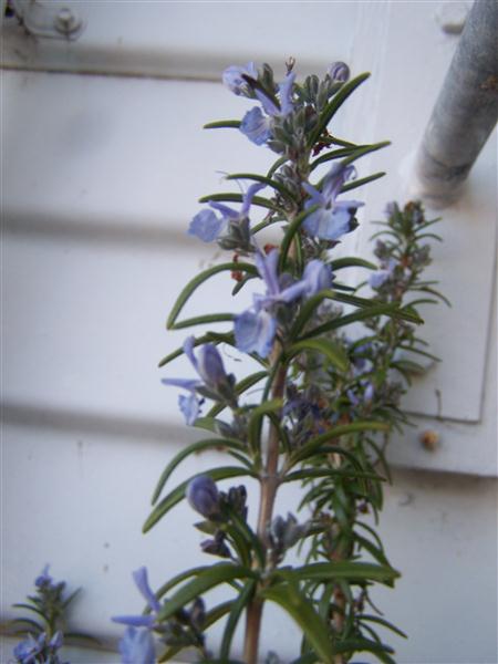 100_5024 (Custom).JPG