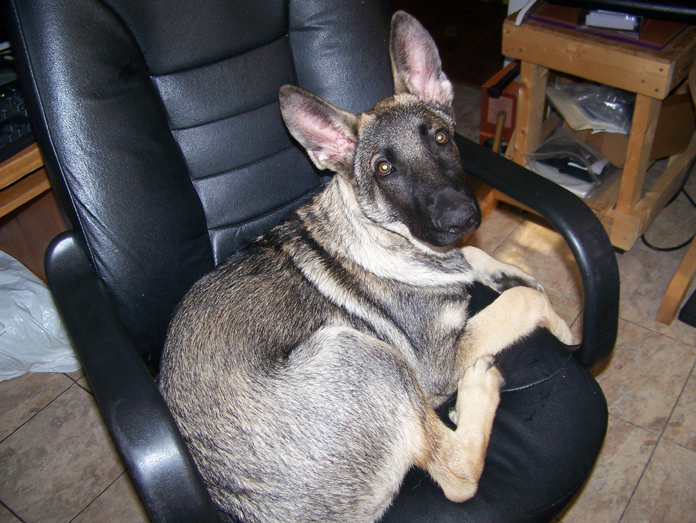 hd in chair 11-6-11 18 weeks.jpg