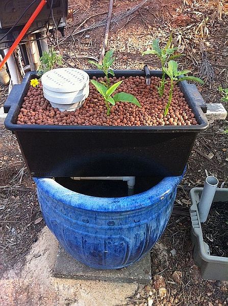 Aquaponics.jpg