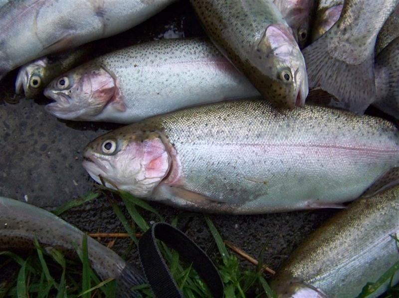 100_6676 (Custom).JPG