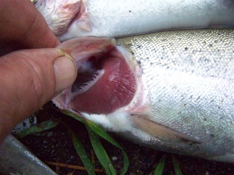 100_6677 (Custom).JPG