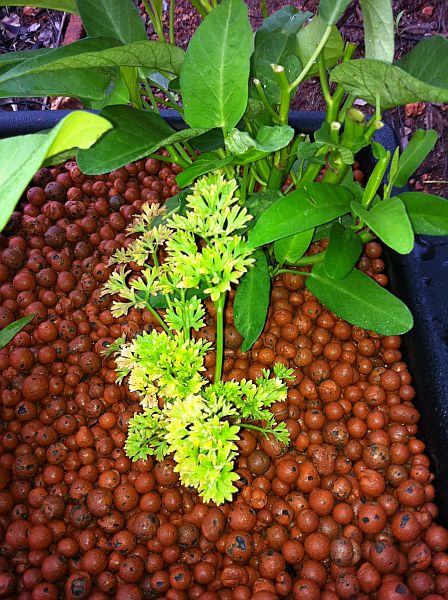 Aquaponics 008.jpg