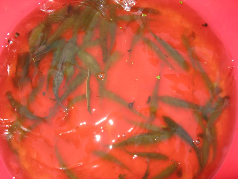 silver perch November 2011.jpg