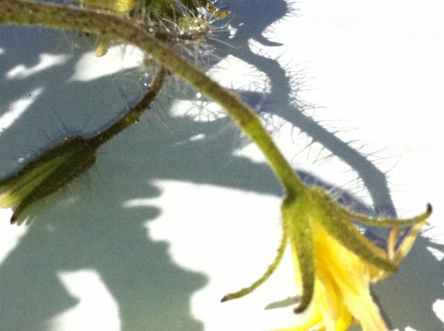 0253small (640x478).jpg