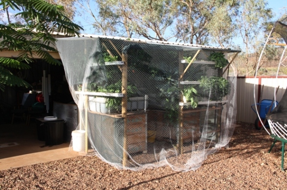 ready for the bugs.JPG