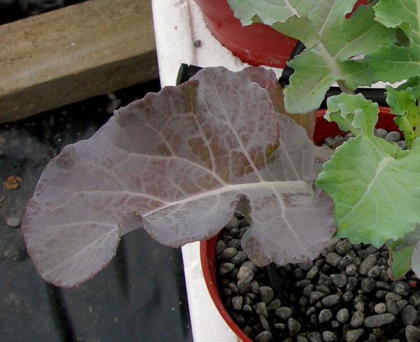 brassica leaf.jpg