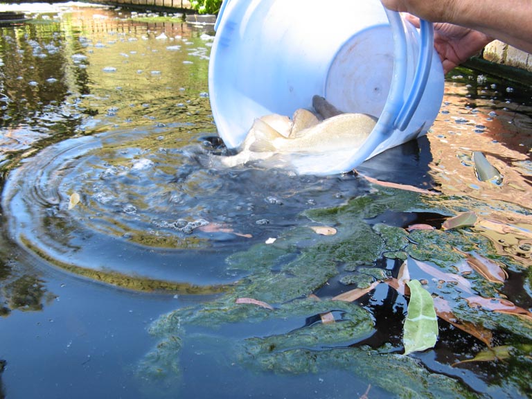 new perch 12 Nov 2011.jpg