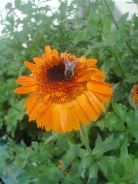 PB120264 (Medium).JPG