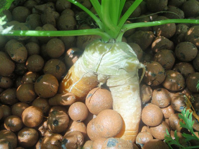 PB120271 (Medium).JPG