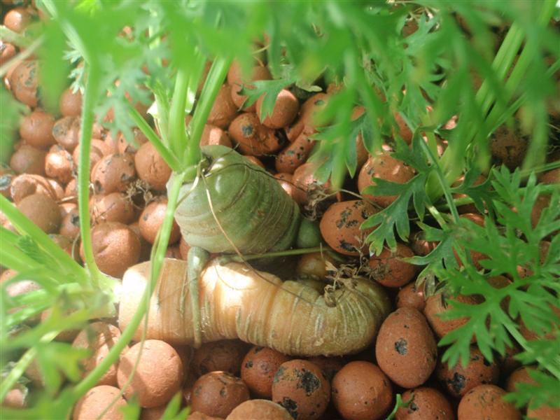 PB120273 (Medium).JPG