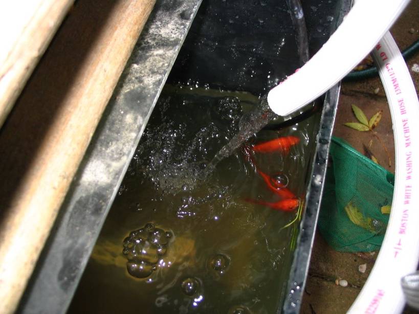 Jimmy's Aquaponics 004.jpg