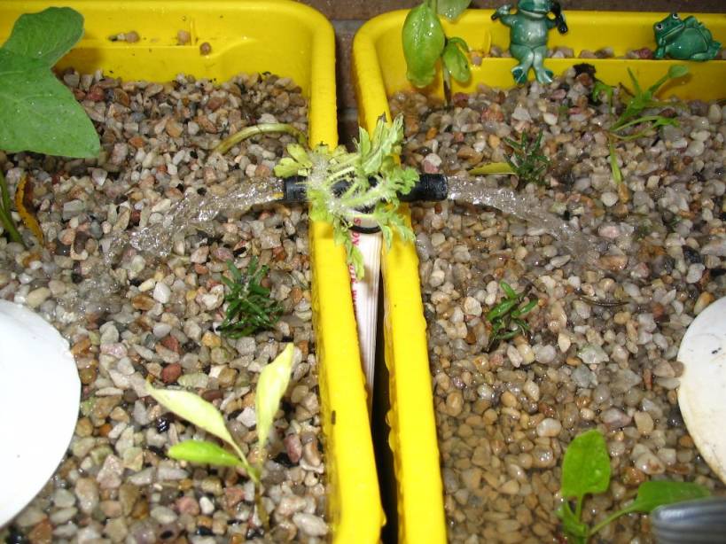 Jimmy's Aquaponics 003.jpg