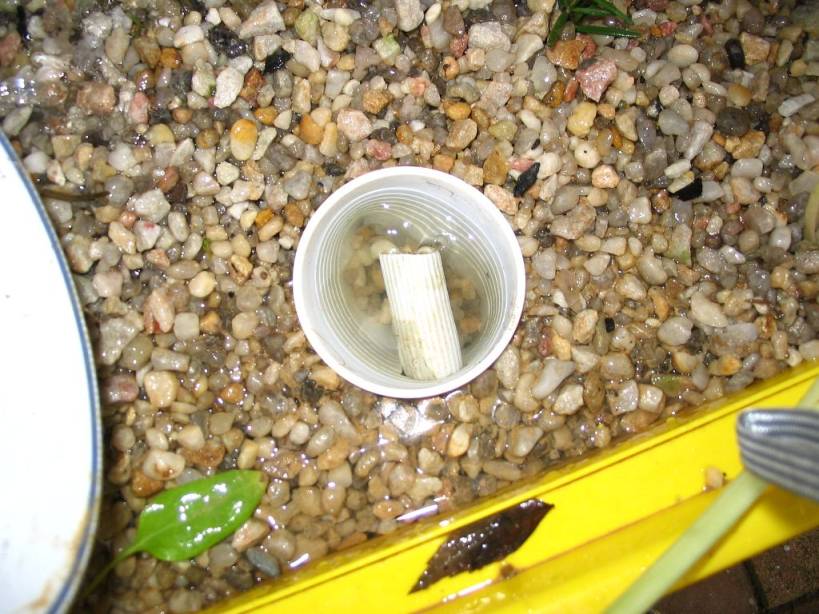 Jimmy's Aquaponics 005.jpg