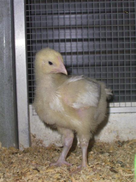 Meat Chickens - 14 days 008 (Medium).jpg