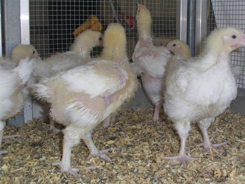 Meat Chickens - 21 days old 005 (Medium).jpg