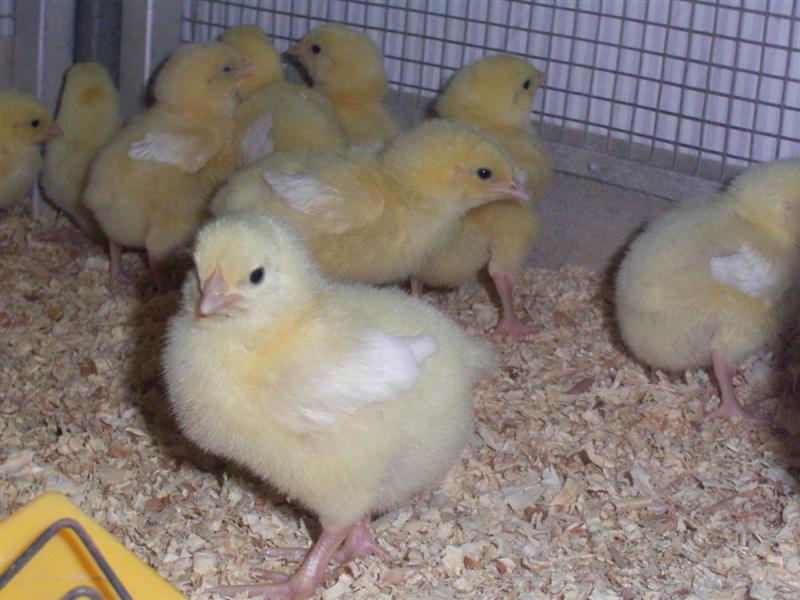Meat Chickens - Day Old 013 (Medium).jpg