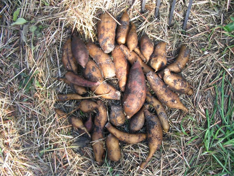 IMG_1267 (Medium).jpg