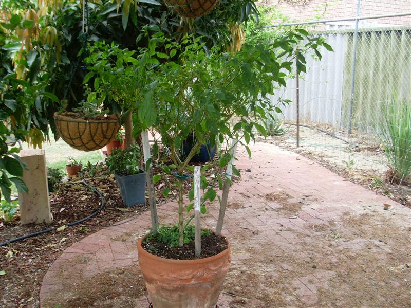 chilli 002 (Medium).JPG