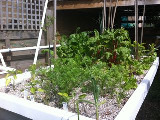 Garden Growth 16.11.jpg