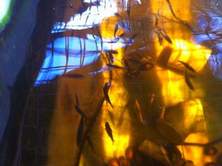 2011 Late Trout_2.jpg