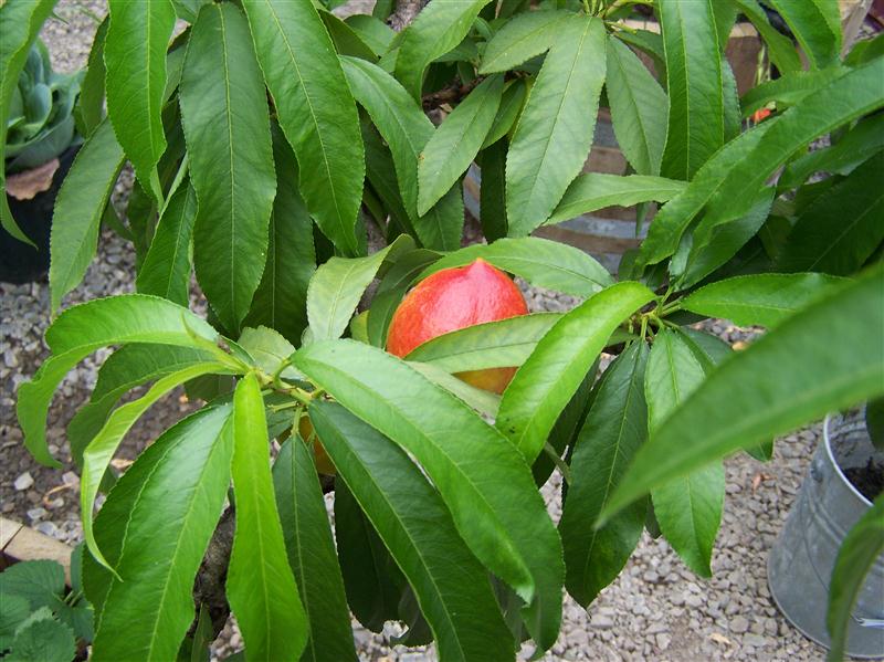 100_6702 (Custom).JPG