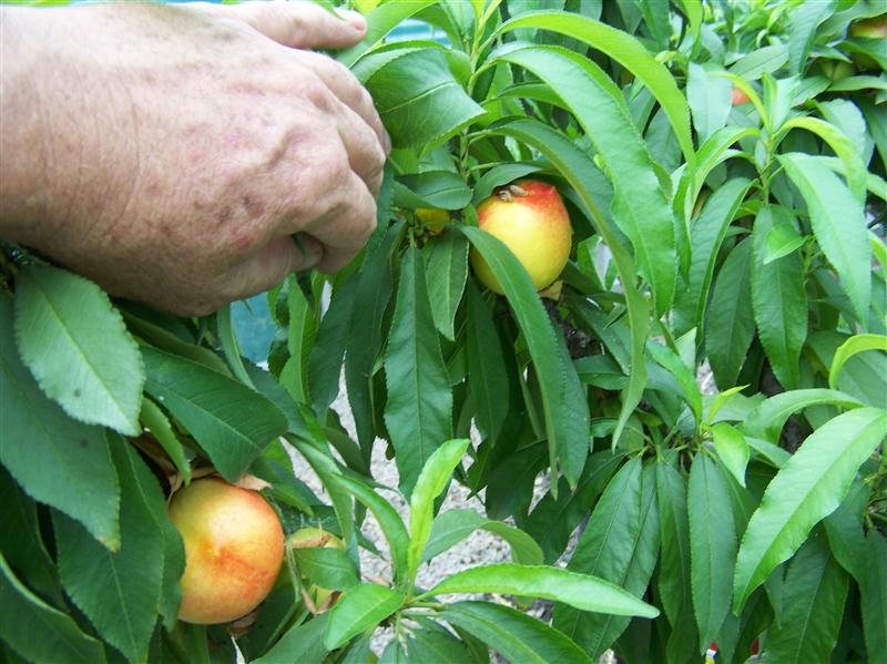 100_6703 (Custom).JPG