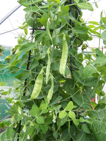 100_6711 (Custom).JPG