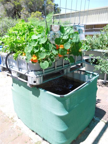 SAM_1063 (Medium).JPG