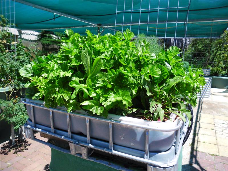 SAM_1053 (Medium).JPG