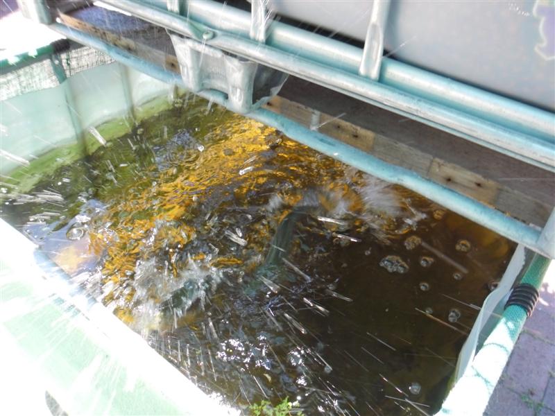 SAM_1055 (Medium).JPG