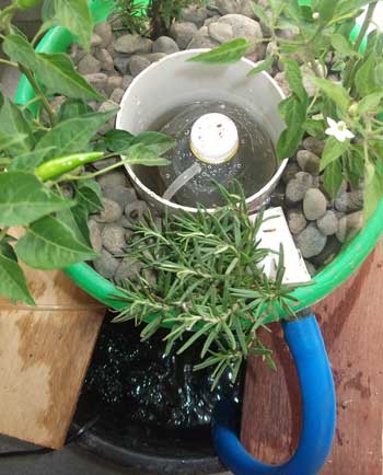 bucketponics01.jpg