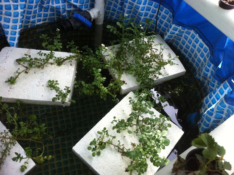 Watercress 24-11-11.JPG