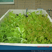 Growbed100-11-23-1.jpg