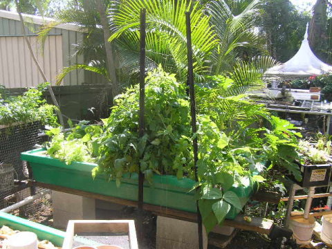 northern growbed cropped.jpg