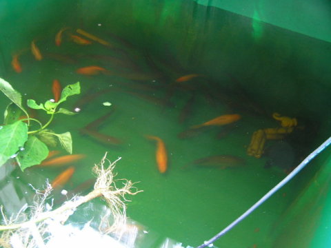 fish in tank cropped.jpg