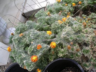 spider mite web- extreme.JPG
