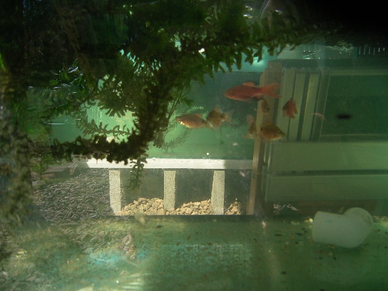 aquaponics systems 011.jpg