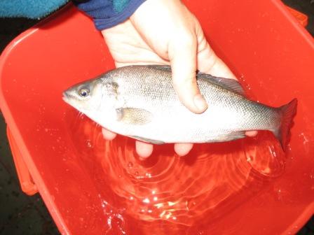 200g Silver Perch.jpg