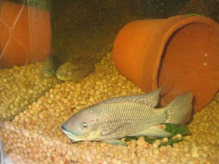 Male + Female Tilapia.jpg