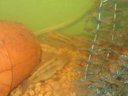 Group of Young Tilapia.jpg