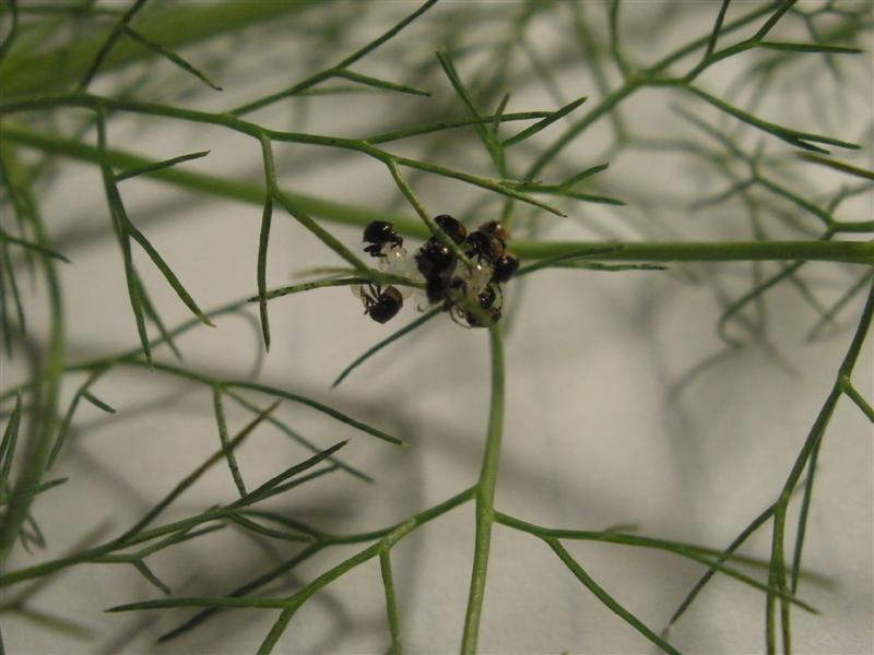 PB300337 (Medium).JPG