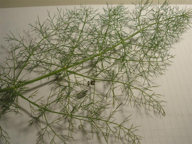 PB300340 (Medium).JPG